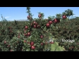 Apples Red Delicious 1 987